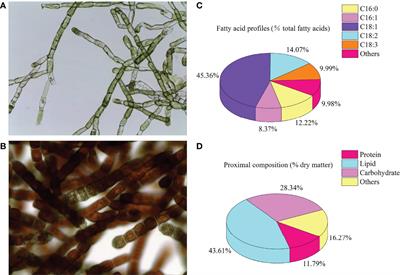 Beneficial Changes in Growth Performance, Antioxidant Capacity, Immune Response, Hepatic Health, and Flesh Quality of Trachinotus ovatus Fed With Oedocladium carolinianum